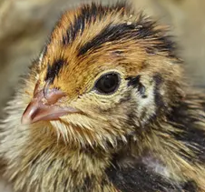 About Coturnix Quail